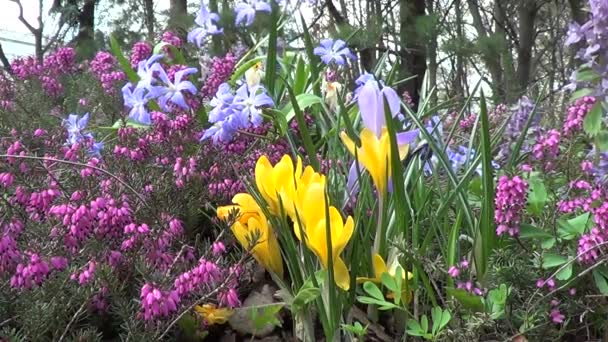 Flores de primavera diferentes — Vídeo de Stock