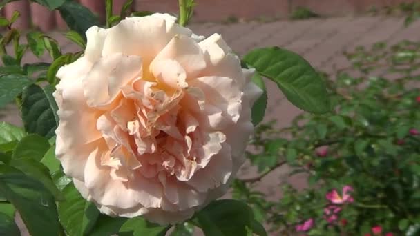 Pink rose in garden — Stock Video