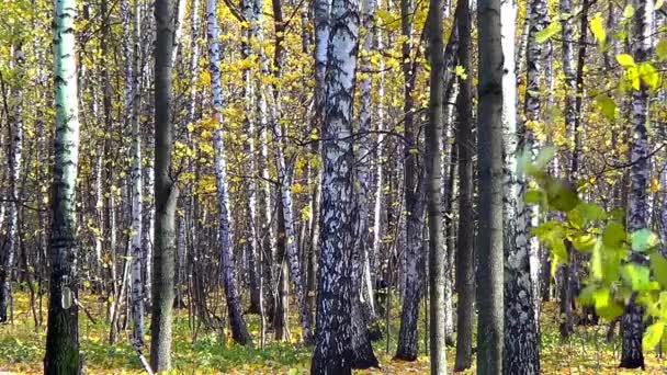 Осенний березовый лес — стоковое видео