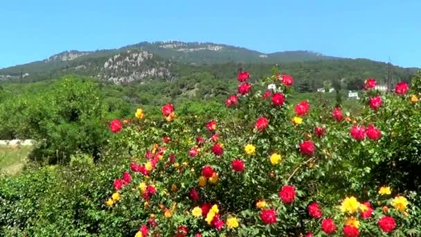 Nikitská botanická zahrada, Jalta, Krym, Ukrajina — Stock video