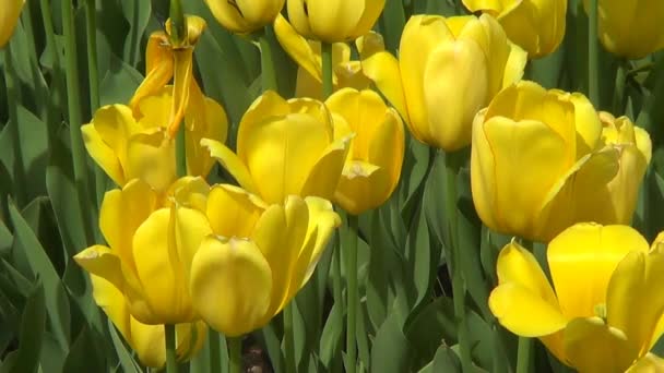 Květinové lůžko se žlutými tulipány — Stock video
