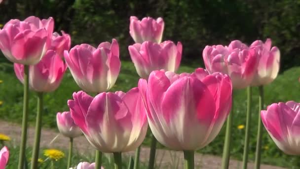 Flowerbed met roze tulpen — Stockvideo
