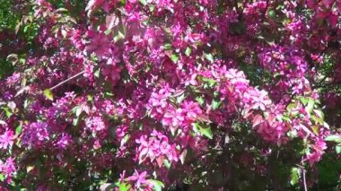 pembe kiraz çiçekleri