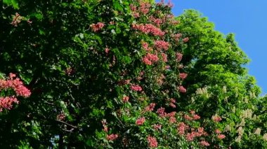 pembe kestane ağacı çiçek