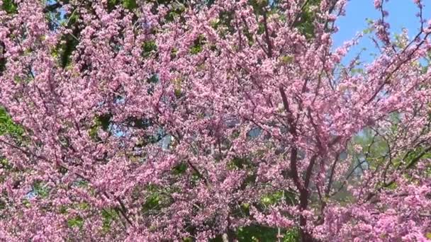 Blommor av Cercis träd — Stockvideo