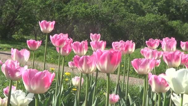 Pin tulipas no canteiro de flores — Vídeo de Stock