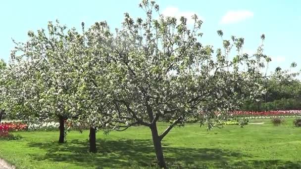 Kolomenskoye park, apple tuin — Stockvideo