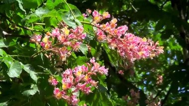 Pembe kestane ağacı çiçek