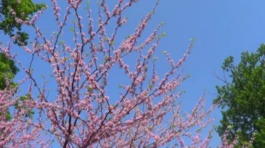 Blossom'ın Cercis ağacında