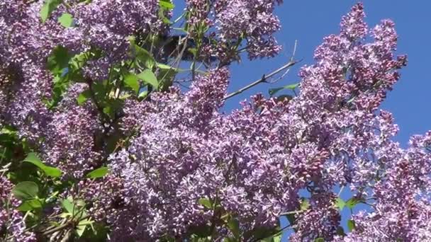 Lila púrpura en el cielo azul — Vídeos de Stock