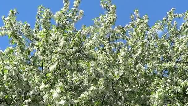 Flores de manzano — Vídeos de Stock