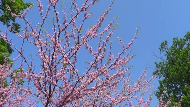 Cercis boom in bloei — Stockvideo