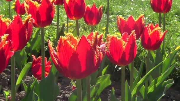 Parterre de fleurs avec tulipes rouges