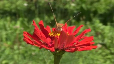 Buterfly Vanesse Cardui kırmızı çiçek