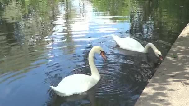 Alimentação de dois cisnes brancos — Vídeo de Stock