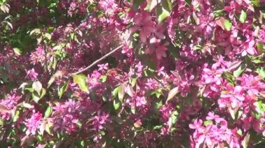 pembe kiraz çiçekleri