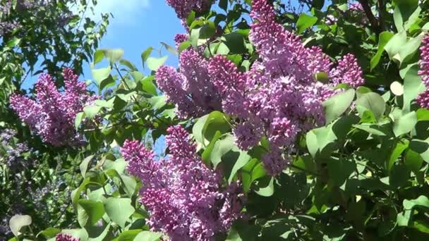 Пурпурные сиреневые цветы — стоковое видео