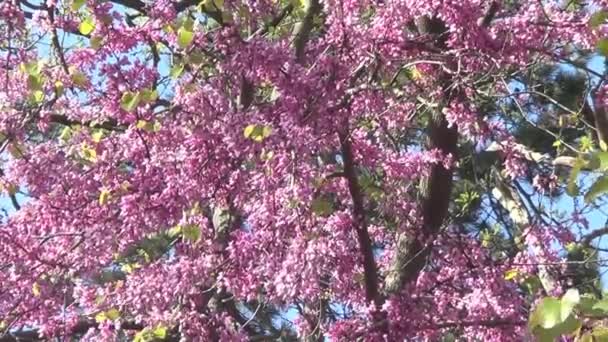 Cercis flores de árbol — Vídeos de Stock