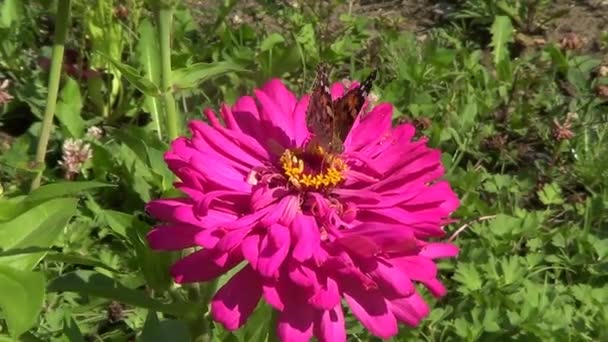 Butterfly Vanesse Cardui on pink flower — Stock Video