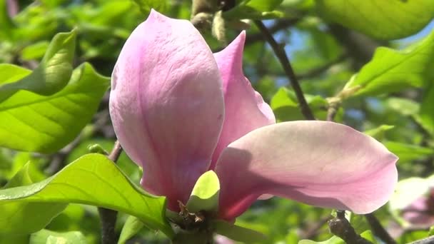 Flor de magnolia rosa — Vídeo de stock