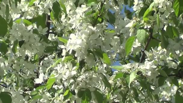 Apple tree flowers — Stock Video