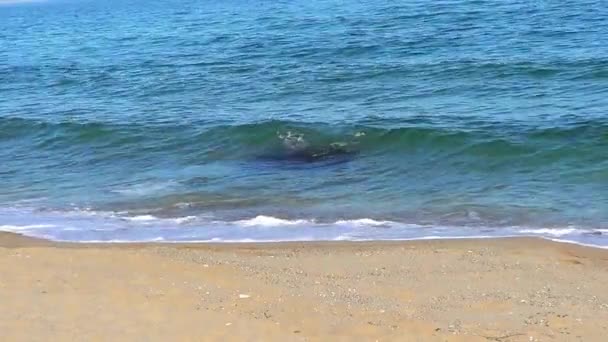 Paisaje marino con playa — Vídeos de Stock