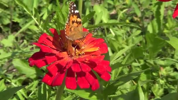 Butterfly vanesse cardui on flower — Stock Video