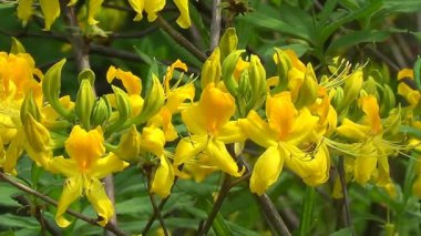 Sarı Rododendron çiçekleri
