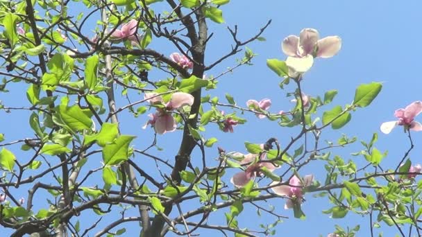 Квітів рожеві Магнолія — стокове відео