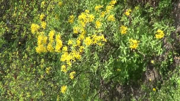 Flores amarillas de rododendro — Vídeos de Stock