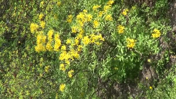 Gelbe Rhododendronblüten — Stockvideo