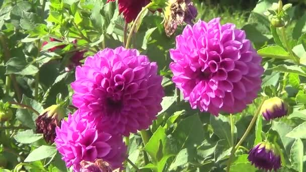 Tři růžové dahlia — Stock video