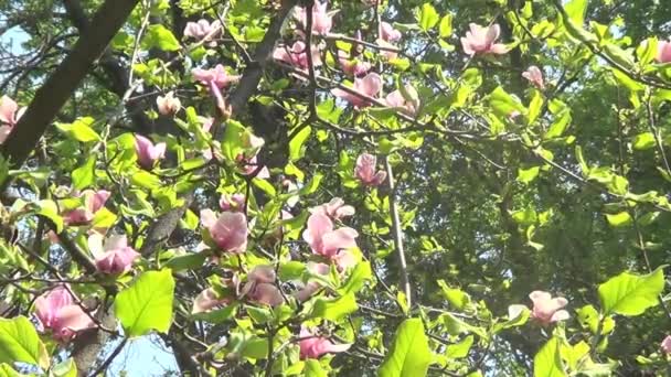 Många rosa magnolia — Stockvideo