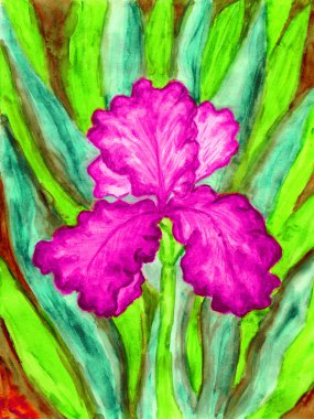 Pembe Iris, boyama