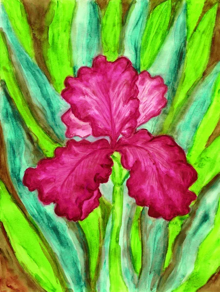 Crimson iris, malování — Stock fotografie