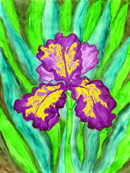 Iris jaune violette, peinture — Photo