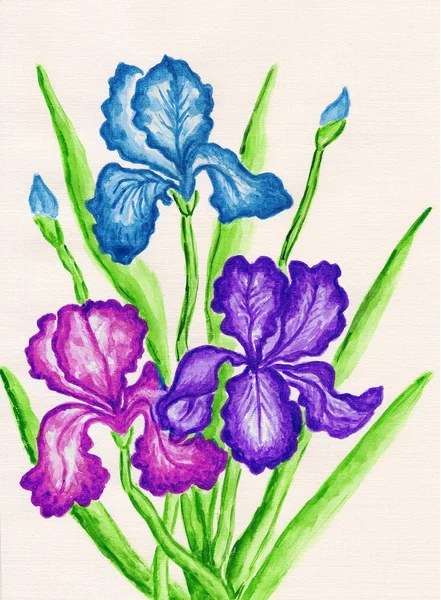Три ирисы синий и фиолетовый — стоковое фото