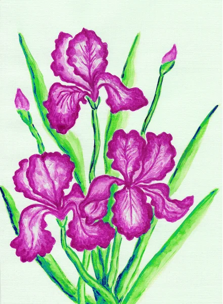 Three pink irises — Stock Photo, Image