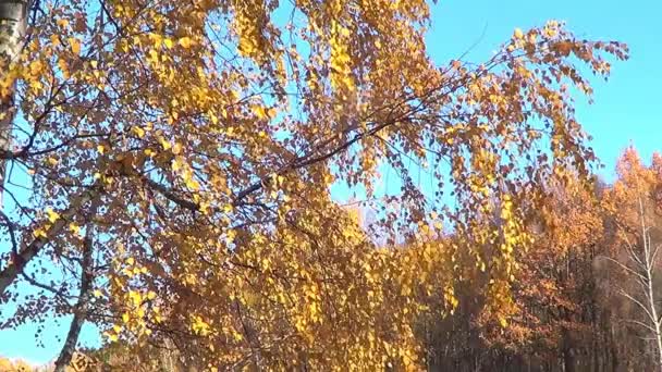 Automne branches jaunes d'arbres — Video