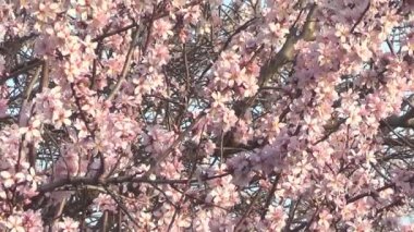 badem ağacı çiçek