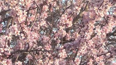 badem ağacı çiçek