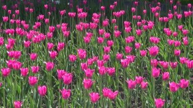 Flowerbed Pembe Lale ile