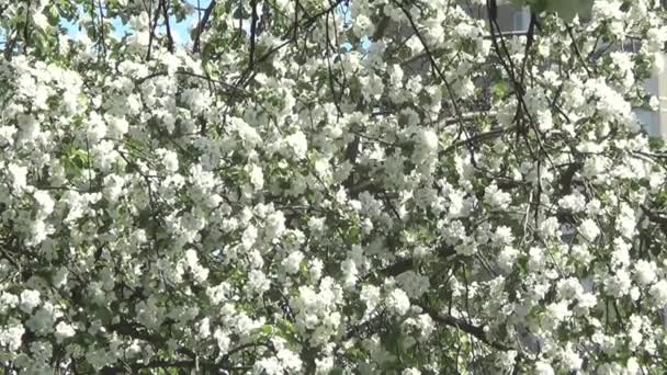 Flores de macieira — Vídeo de Stock