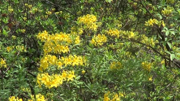 Gul rhododendron på buske — Stockvideo