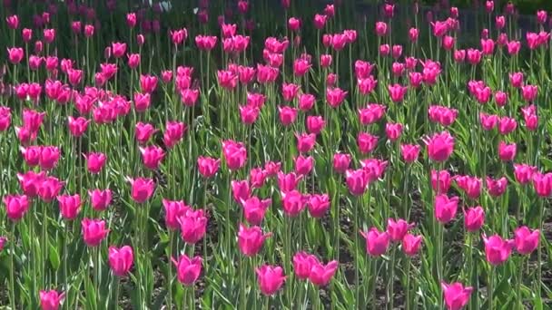 Cama de flores com tulipas rosa — Vídeo de Stock