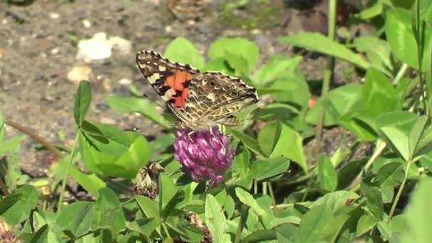Butterfly Vanesse Cardui — Stock Video