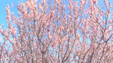 badem ağacı çiçek