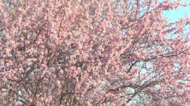 badem ağacı çiçeği