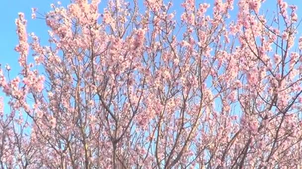 Almond tree flowers — Stock Video