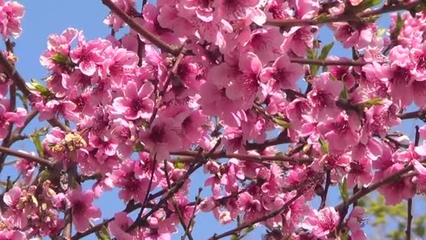 Цветы персиковых деревьев — стоковое видео